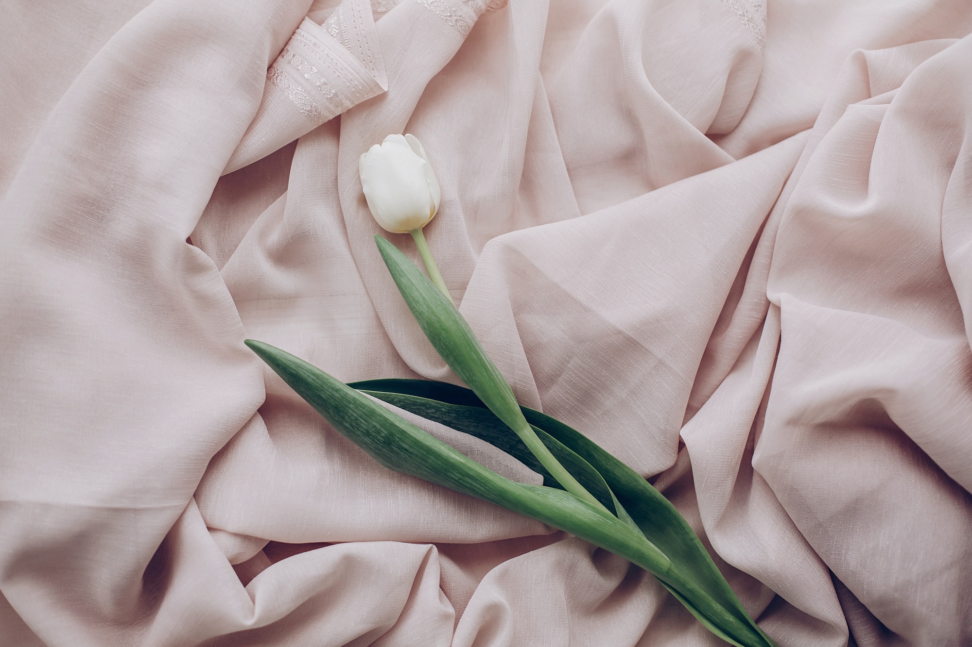instagram spring flat lay. stylish white tulip on beige soft fabric