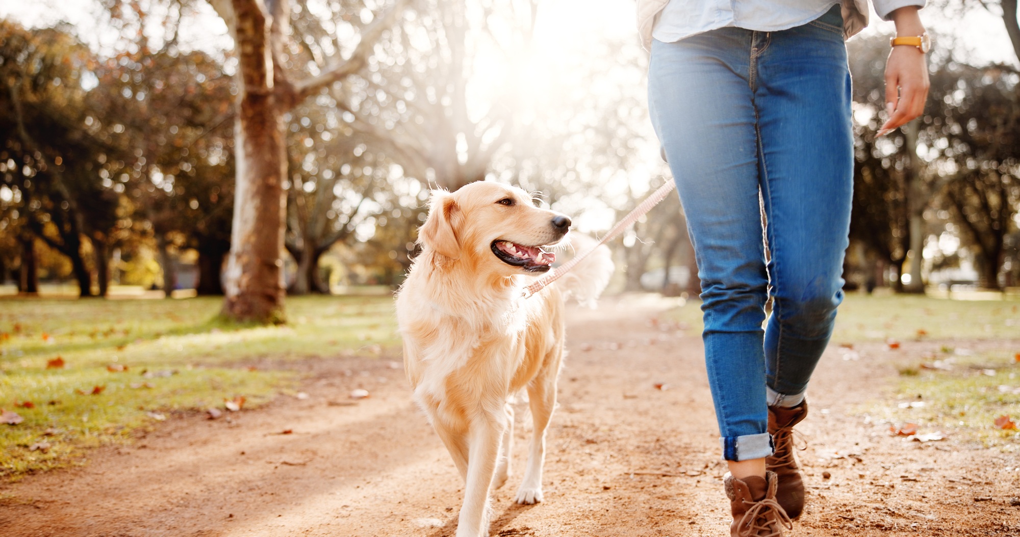 Legs, woman and dog in park for walk, outdoor adventure or morning exercise together on path. Natur