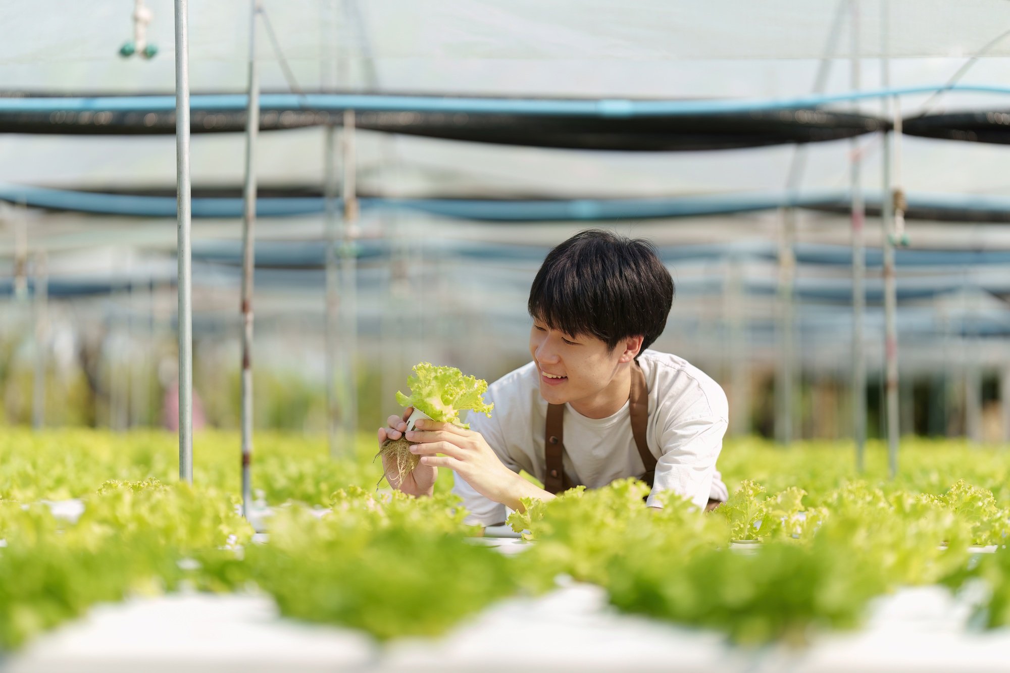Portrait of farm owner smiling. Asian male business working at organic farm and quality control.