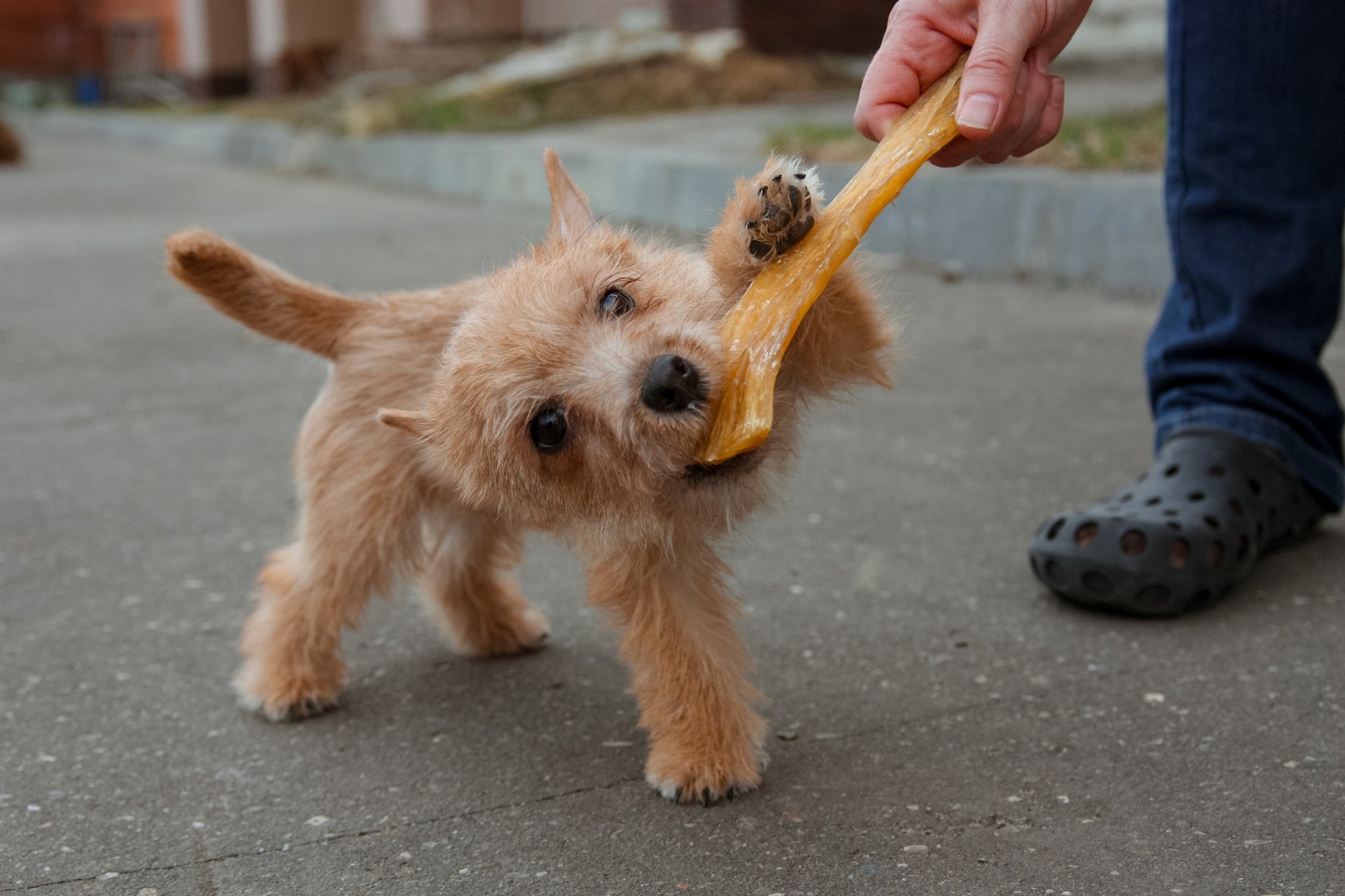 small dog nibbles a treat from the hands of the owner