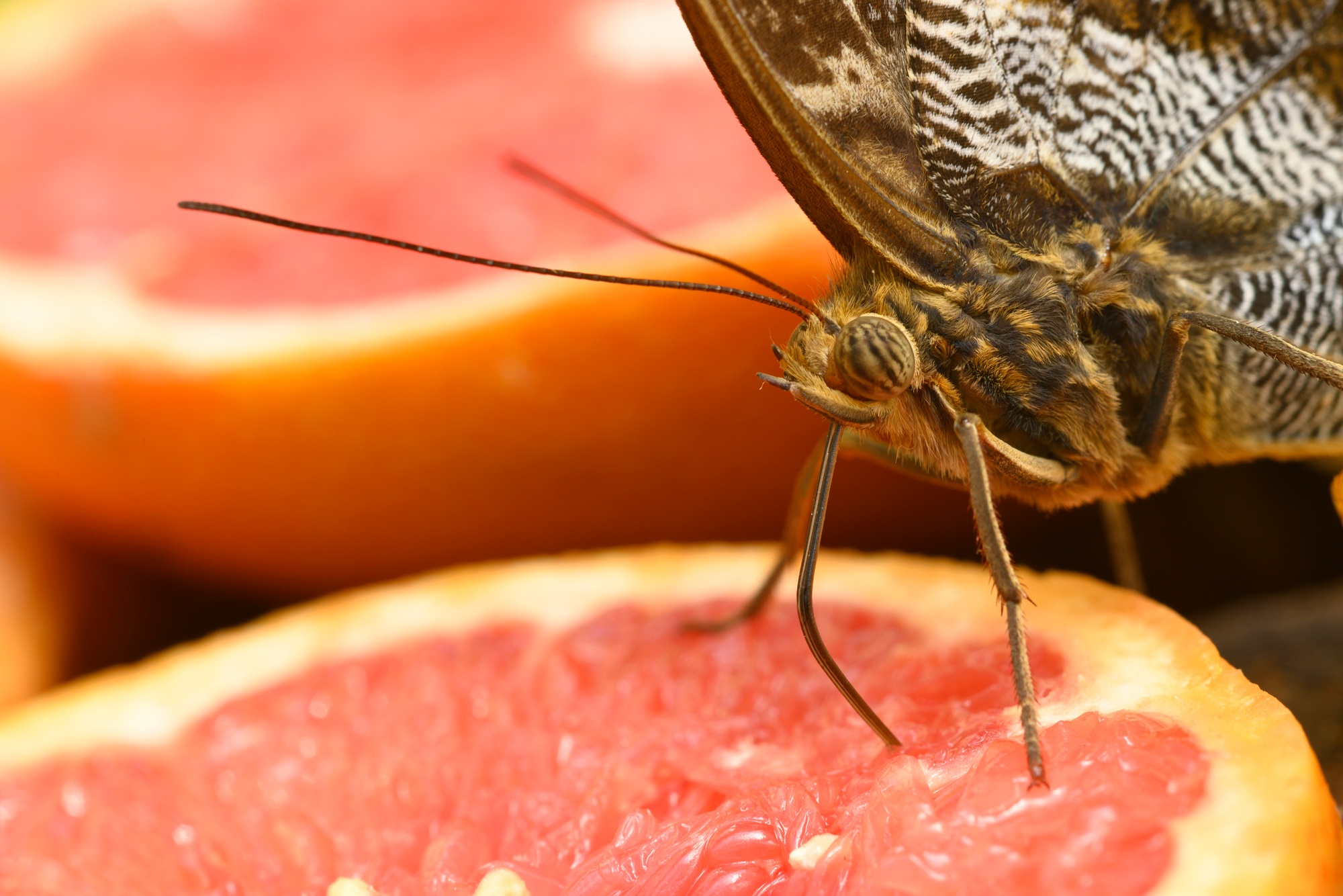 Tropical colorful butterfly sucking fruit juice from a grapefruit.