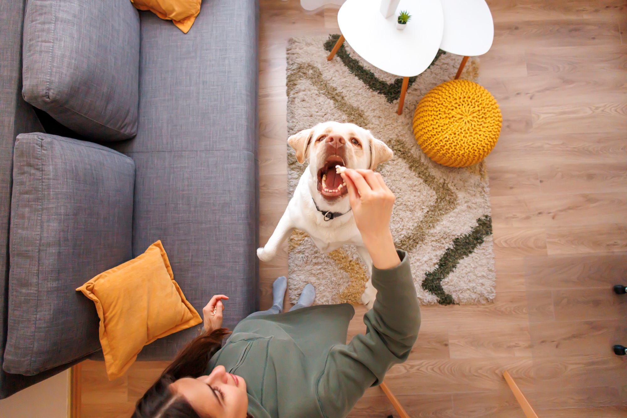 Woman training her dog at home