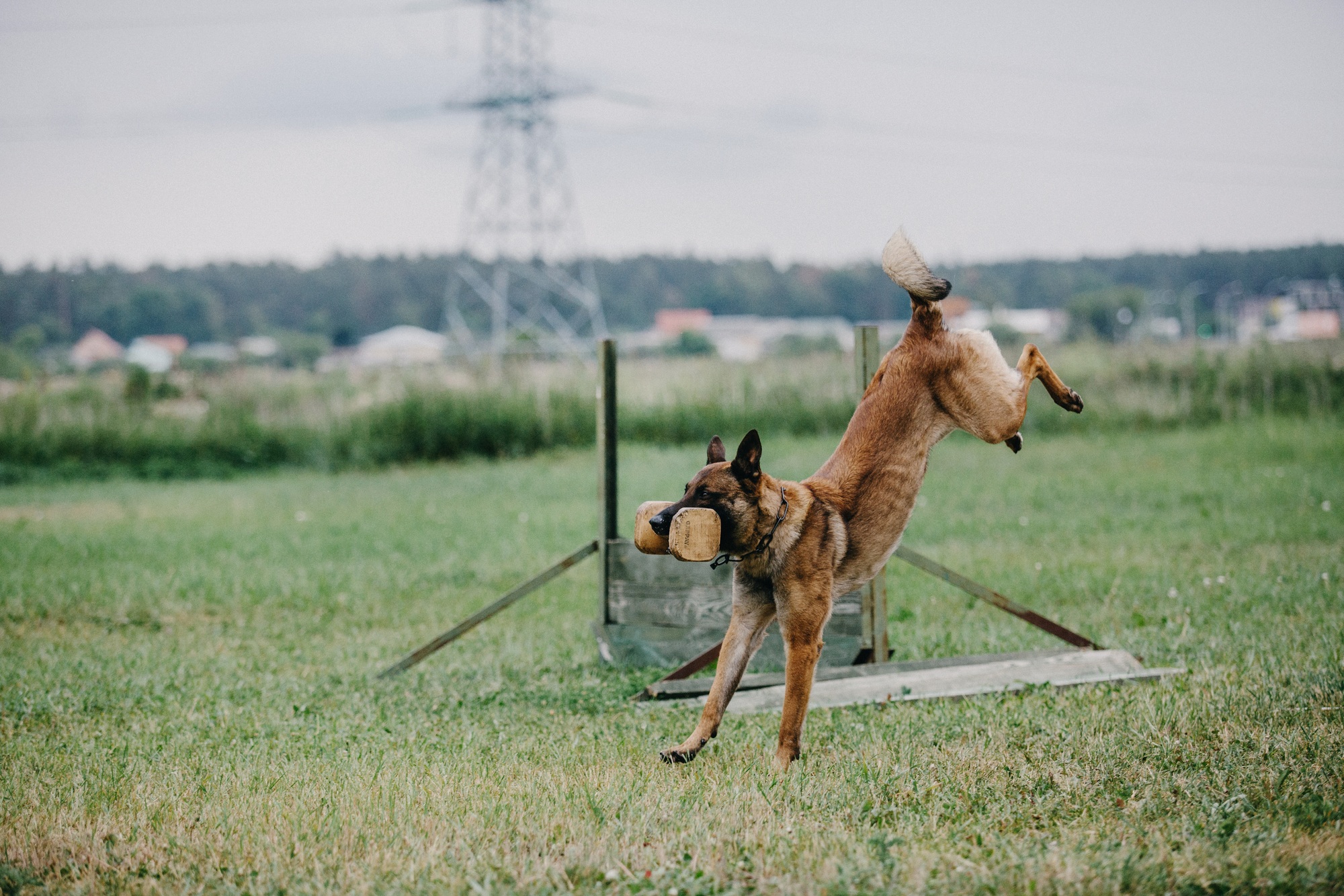 Working dog. Dog training. Police, guard dog. Dog outdoor