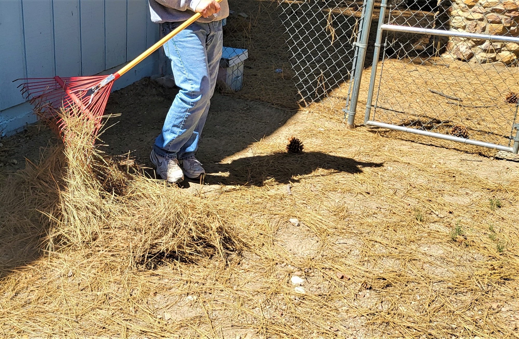 Yard Clean Up! Man Cleaning up Fallen Pine Needles and Pine Cones to Create Fire Defensible Space!